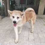 فروش سگ آکیتا ژاپنی  پرونده پزشکی کامل