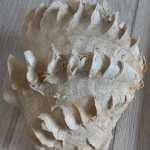 صدف دریایی ماکسیما